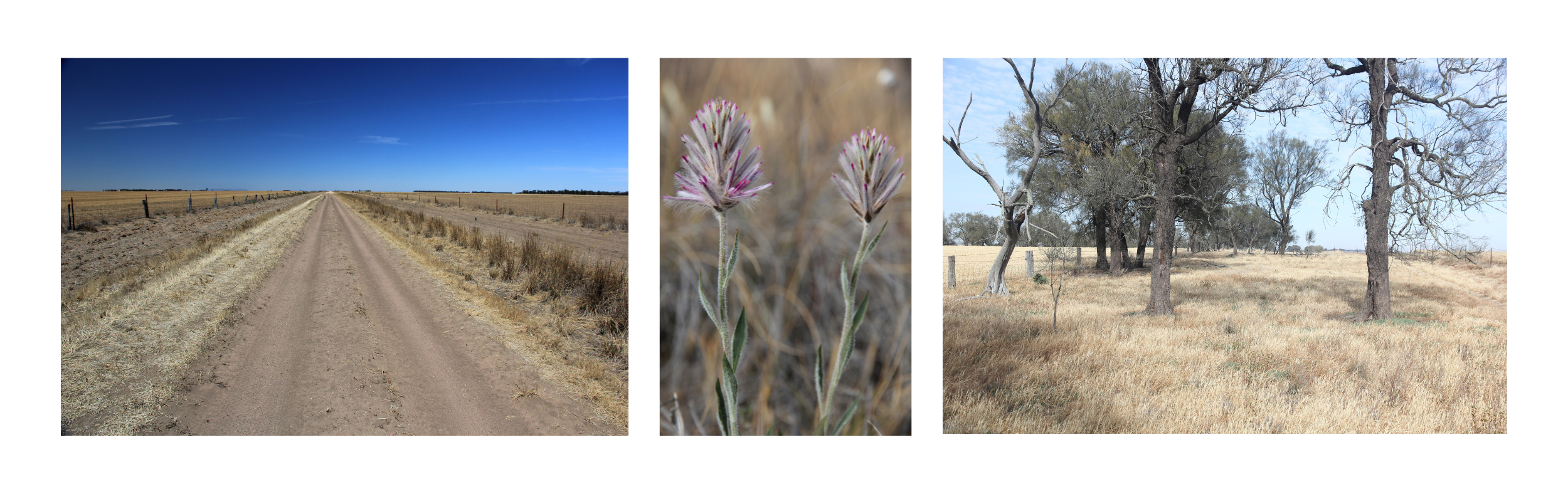 Murra Warra Wind Farm ecological assessment