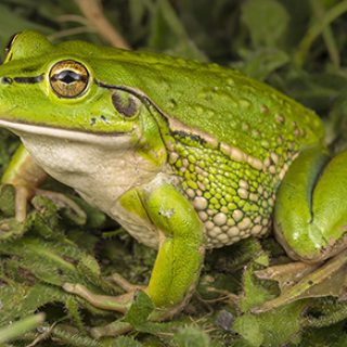 Winton Wetlands Growling Grass Frog reintroduction sponsorship