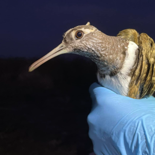 Significant progress tracking an elusive endangered bird