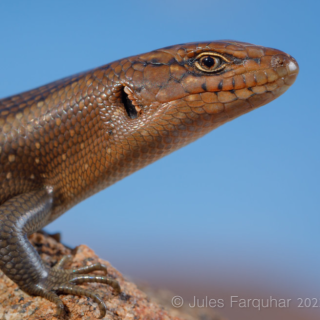 Liopholis aputja discovered in South Australia