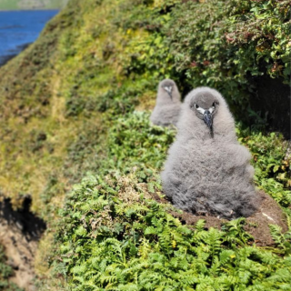 Tracking sooty albatrosses: new insights into fishing vessel interactions and conservation challenges