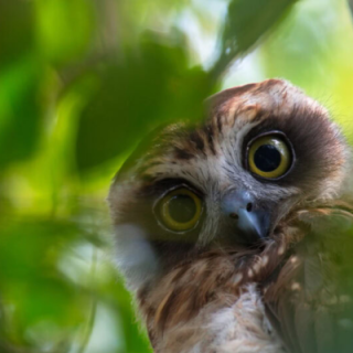 Boobooks on the move: Biosis supports study shedding light on Bass Strait bird migration