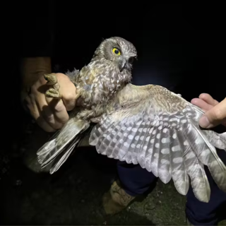 Boobooks on the move: Biosis supports study shedding light on Bass Strait bird migration